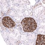 LRRC55 Antibody in Immunohistochemistry (Paraffin) (IHC (P))