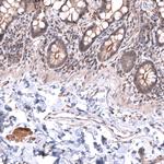 LRRC55 Polyclonal Antibody