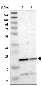 TMED2 Antibody in Western Blot (WB)