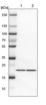 TMED2 Antibody in Western Blot (WB)