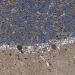 TMEM120B Antibody in Immunohistochemistry (Paraffin) (IHC (P))