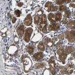 SYPL1 Polyclonal Antibody