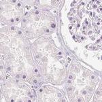 NECAB2 Antibody in Immunohistochemistry (IHC)