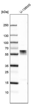 TMX3 Antibody in Western Blot (WB)