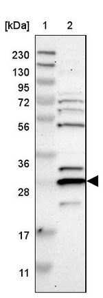 Cnpy4 Antibody in Western Blot (WB)