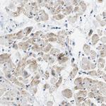 PTGIS Antibody in Immunohistochemistry (Paraffin) (IHC (P))