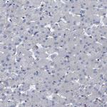 TMCC2 Antibody in Immunohistochemistry (Paraffin) (IHC (P))