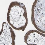 TMCC2 Antibody in Immunohistochemistry (Paraffin) (IHC (P))