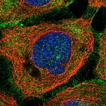 Axotrophin Polyclonal Antibody