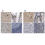 Axotrophin Antibody in Immunohistochemistry (IHC)