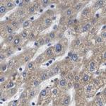 Axotrophin Antibody in Immunohistochemistry (IHC)