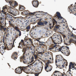 ARHGAP24 Antibody in Immunohistochemistry (Paraffin) (IHC (P))