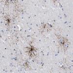 C18orf19 Antibody in Immunohistochemistry (Paraffin) (IHC (P))