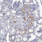 C18orf19 Antibody in Immunohistochemistry (Paraffin) (IHC (P))