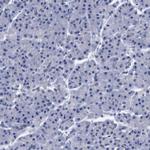 C18orf19 Antibody in Immunohistochemistry (Paraffin) (IHC (P))