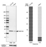 C18orf19 Antibody