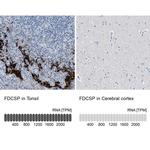 FDCSP Antibody