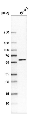 TMEM194A Antibody in Western Blot (WB)