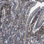 FUT2 Polyclonal Antibody