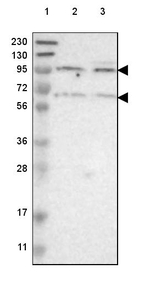 CDH18 Antibody in Western Blot (WB)