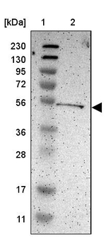KIAA0513 Antibody in Western Blot (WB)