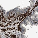 MSRB3 Polyclonal Antibody