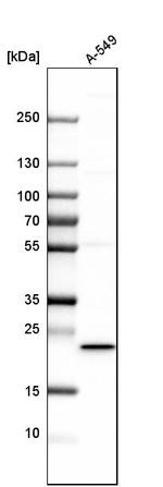 MSRB3 Antibody in Western Blot (WB)