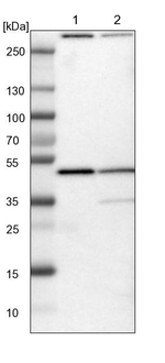 KLHDC8B Antibody in Western Blot (WB)