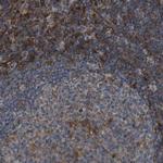 GIMAP8 Antibody in Immunohistochemistry (IHC)