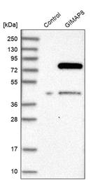 GIMAP8 Antibody in Western Blot (WB)