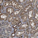 TMEM143 Antibody in Immunohistochemistry (Paraffin) (IHC (P))