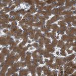 TMEM143 Antibody in Immunohistochemistry (Paraffin) (IHC (P))