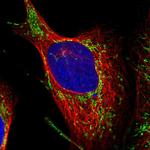 TMEM126B Antibody in Immunocytochemistry (ICC/IF)