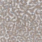 CLRN3 Antibody in Immunohistochemistry (Paraffin) (IHC (P))