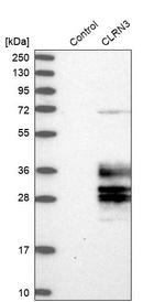CLRN3 Antibody in Western Blot (WB)