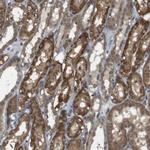 RNF130 Polyclonal Antibody