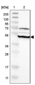RNF130 Antibody in Western Blot (WB)