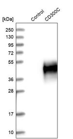 CD300c Antibody in Western Blot (WB)