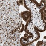 C10orf118 Polyclonal Antibody