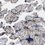 KIAA0355 Antibody in Immunohistochemistry (Paraffin) (IHC (P))