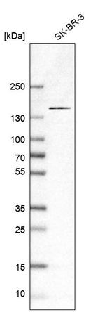 KIAA0355 Antibody in Western Blot (WB)