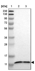 TMEM141 Antibody in Western Blot (WB)
