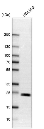 TMED9 Antibody in Western Blot (WB)