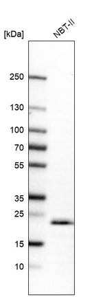 TMED9 Antibody in Western Blot (WB)