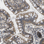 DPM3 Antibody in Immunohistochemistry (Paraffin) (IHC (P))