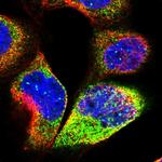 SFT2D1 Polyclonal Antibody