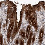 Melanophilin Polyclonal Antibody