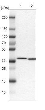 SCAMP2 Antibody in Western Blot (WB)