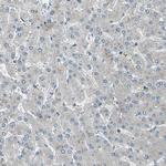 CMTM4 Antibody in Immunohistochemistry (Paraffin) (IHC (P))