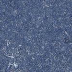 CMTM4 Antibody in Immunohistochemistry (IHC)